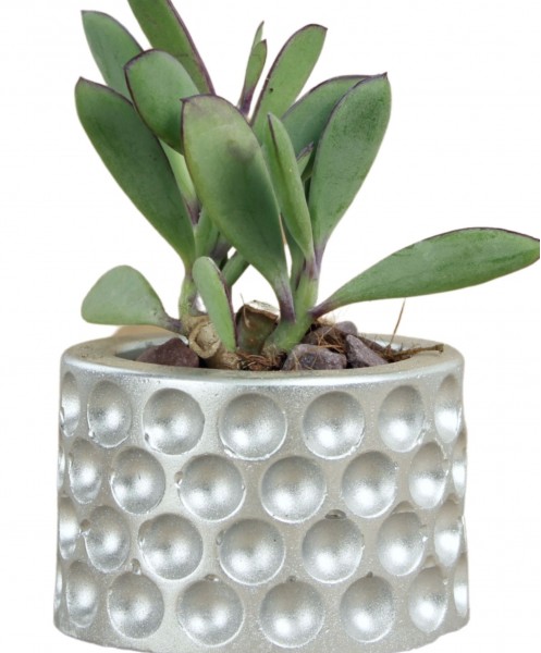 Mini Çiçek Saksı Küçük Sukulent Gümüş Kaktüs Saksısı Puantiyeli Model